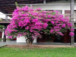 #PO0002 - Pousada para Venda em Ilhabela - SP - 2